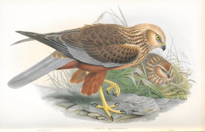 Illustration von Circus Aeruginosus (Rohrweihe) von John Gould